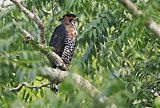 Ornate Hawk-Eagle